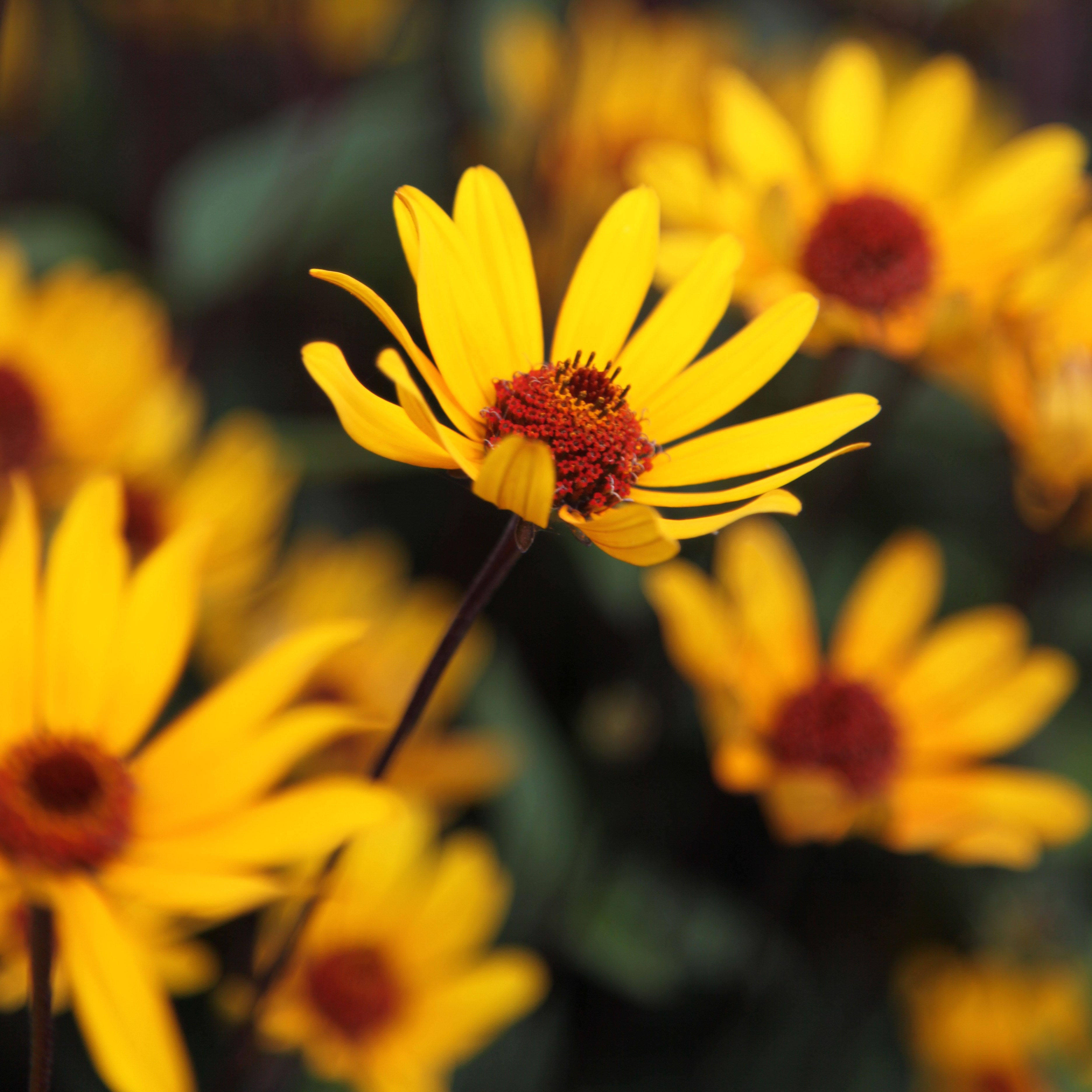<i>Heliopsis helianthoides</i> var. <i>scabra</i> 'Summer Nights'