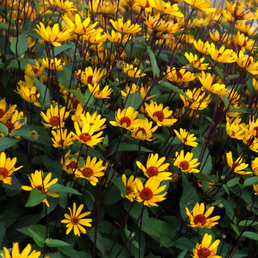 <i>Heliopsis helianthoides</i> var. <i>scabra</i> 'Summer Nights'