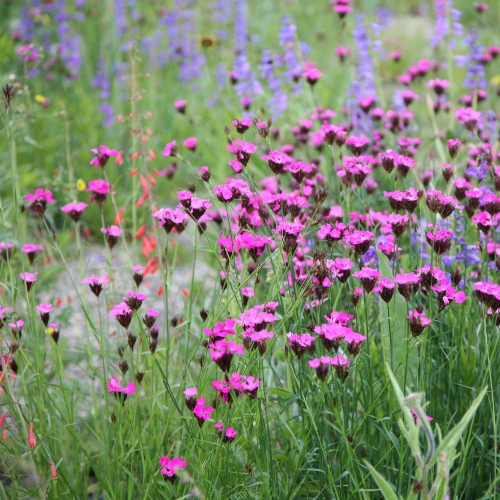 <i>Dianthus carthusianorum</i> 