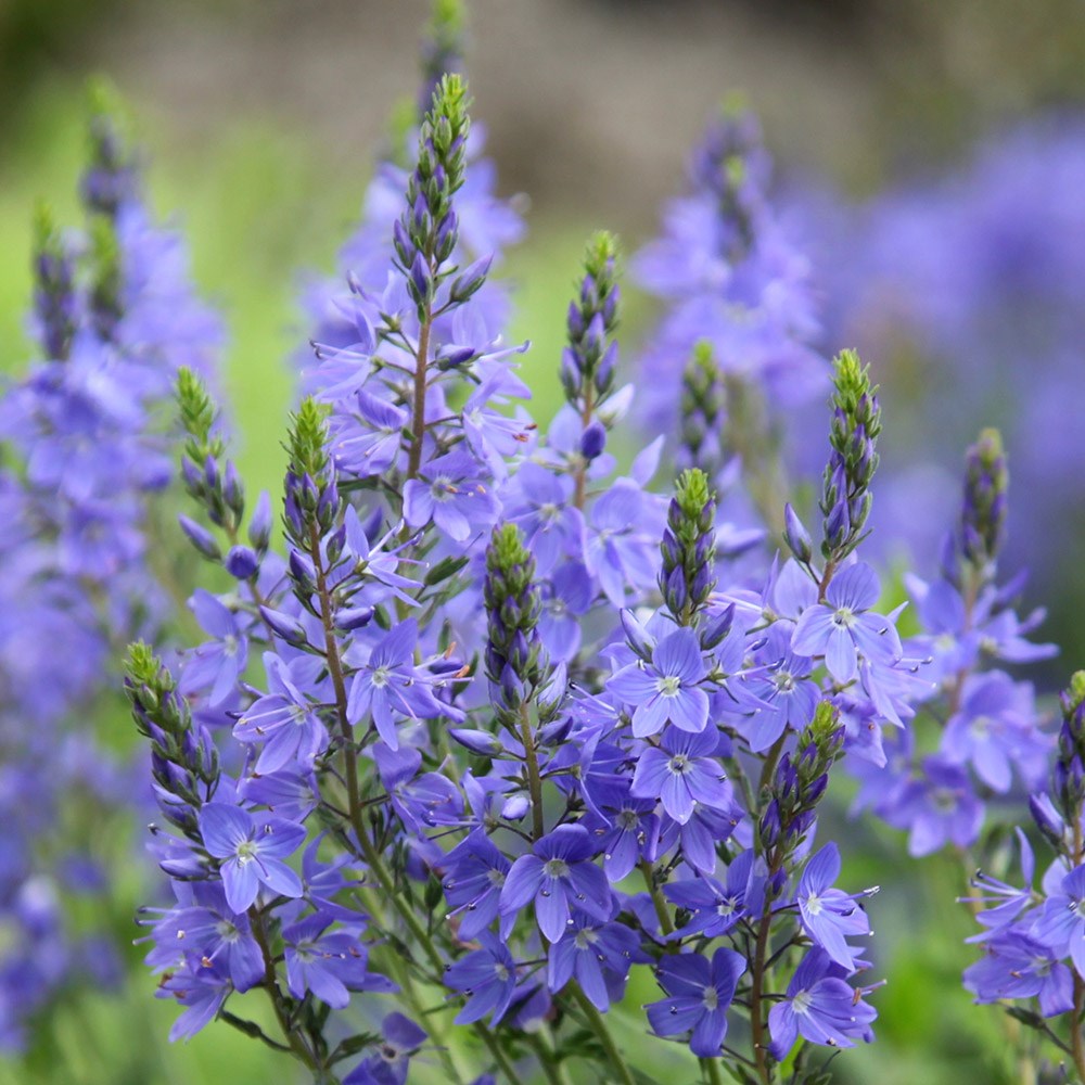 <i>Veronica</i> 'Shirley Blue'
