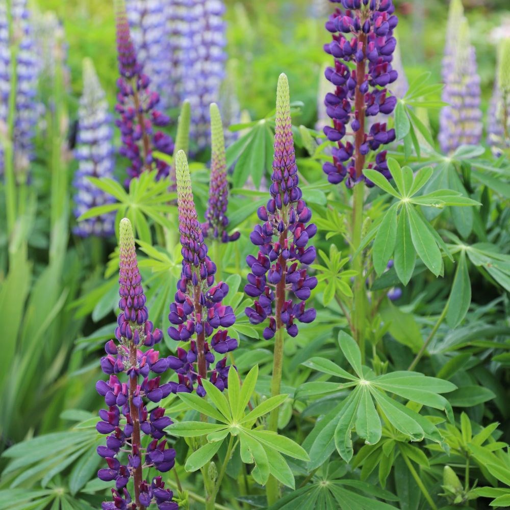 <I>Lupinus</i> 'Gallery Blue' (Gallery Series)