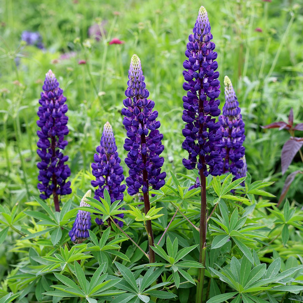 <I>Lupinus</i> 'Gallery Blue' (Gallery Series)