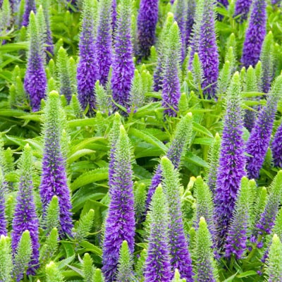<i>Veronica spicata</i> 'Glory' (PBR)