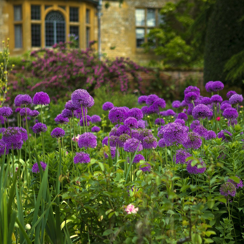 <i>Allium hollandicum</i> 'Purple Sensation'