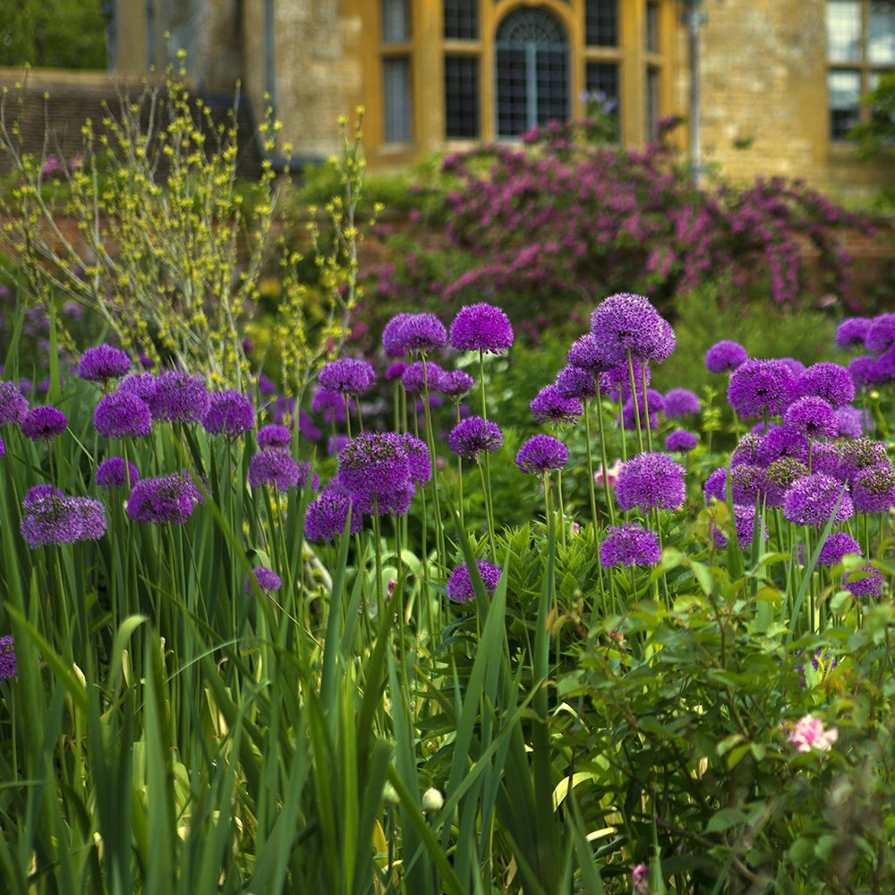 <i>Allium hollandicum</i> 'Purple Sensation'