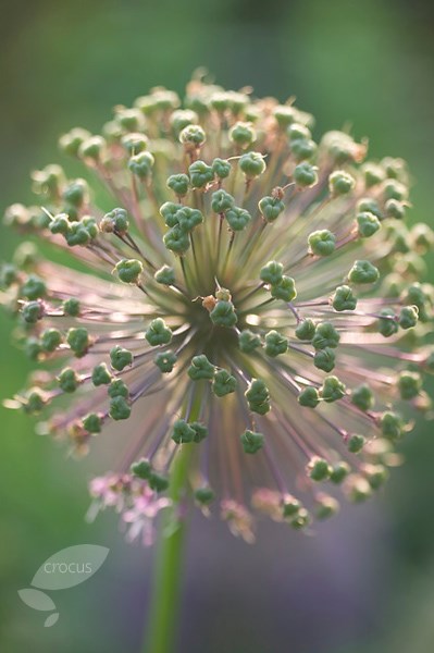 <i>Allium hollandicum</i> 'Purple Sensation'