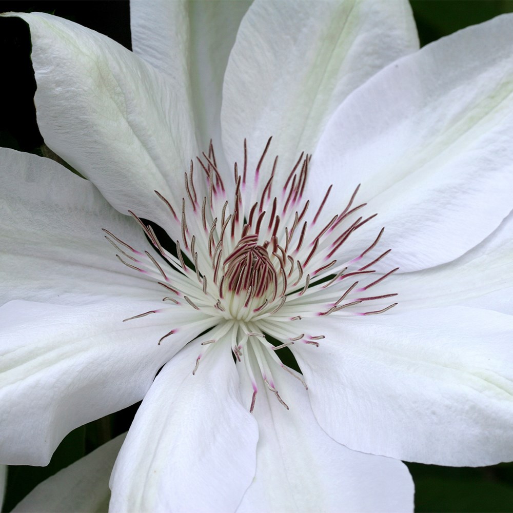 Award-winning summer flowering clematis collection