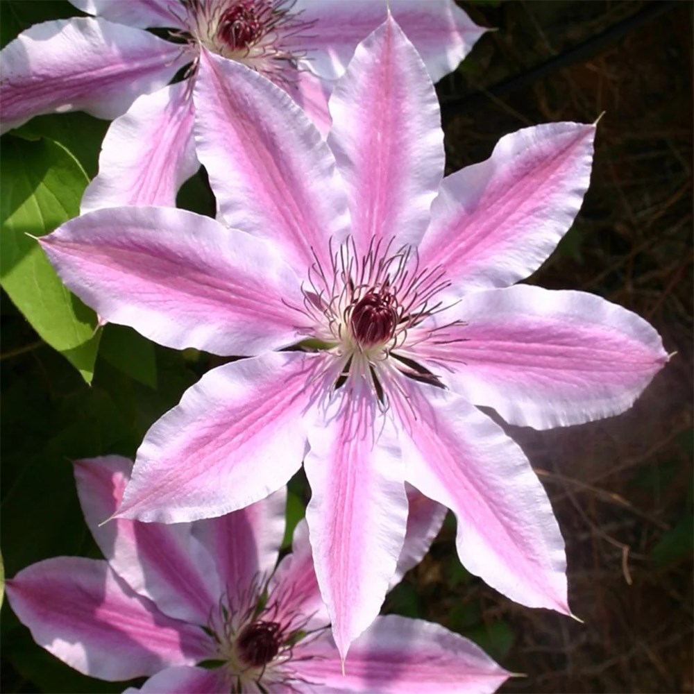 Award-winning summer flowering clematis collection