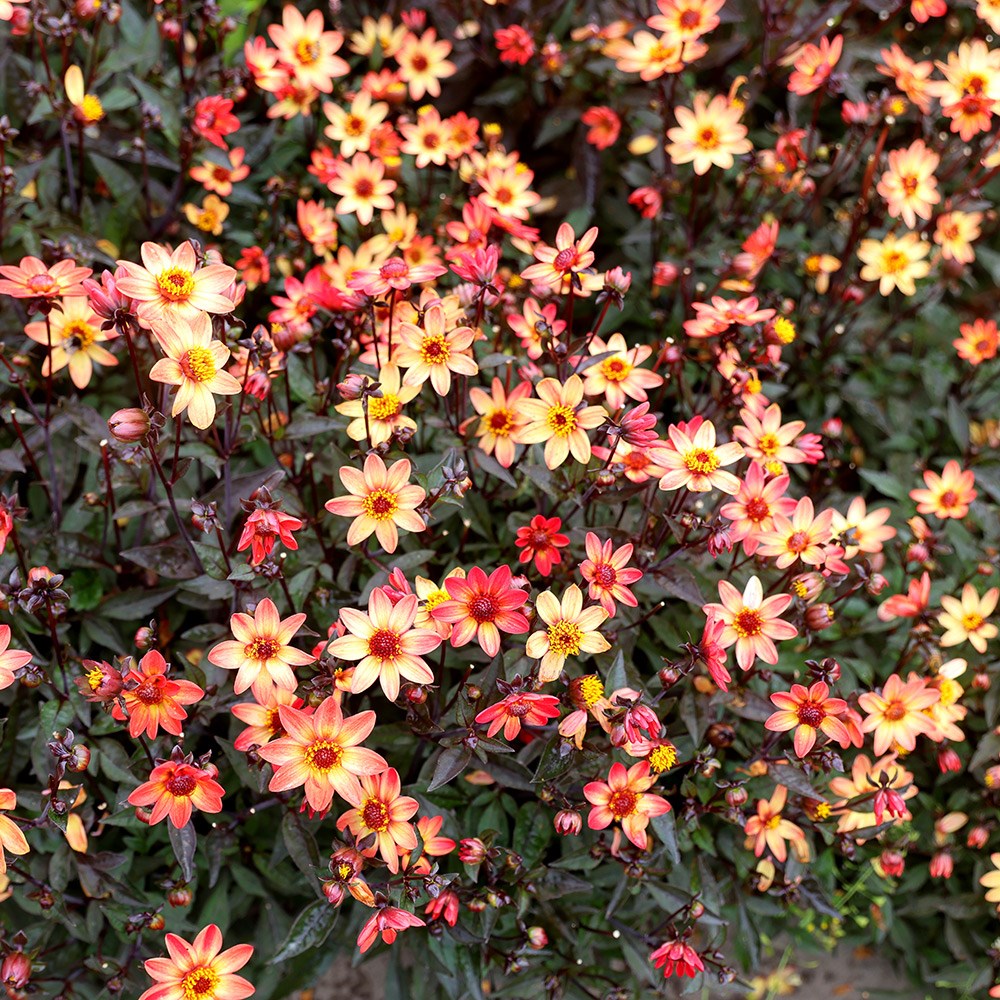 <i>Dahlia</i> <b class=small-caps>Star Wars</b> ('Vdtg14') (PBR) (Dark Angel Series)