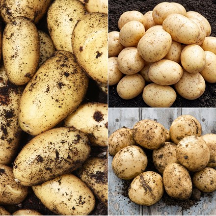 Autumn and Christmas potatoes