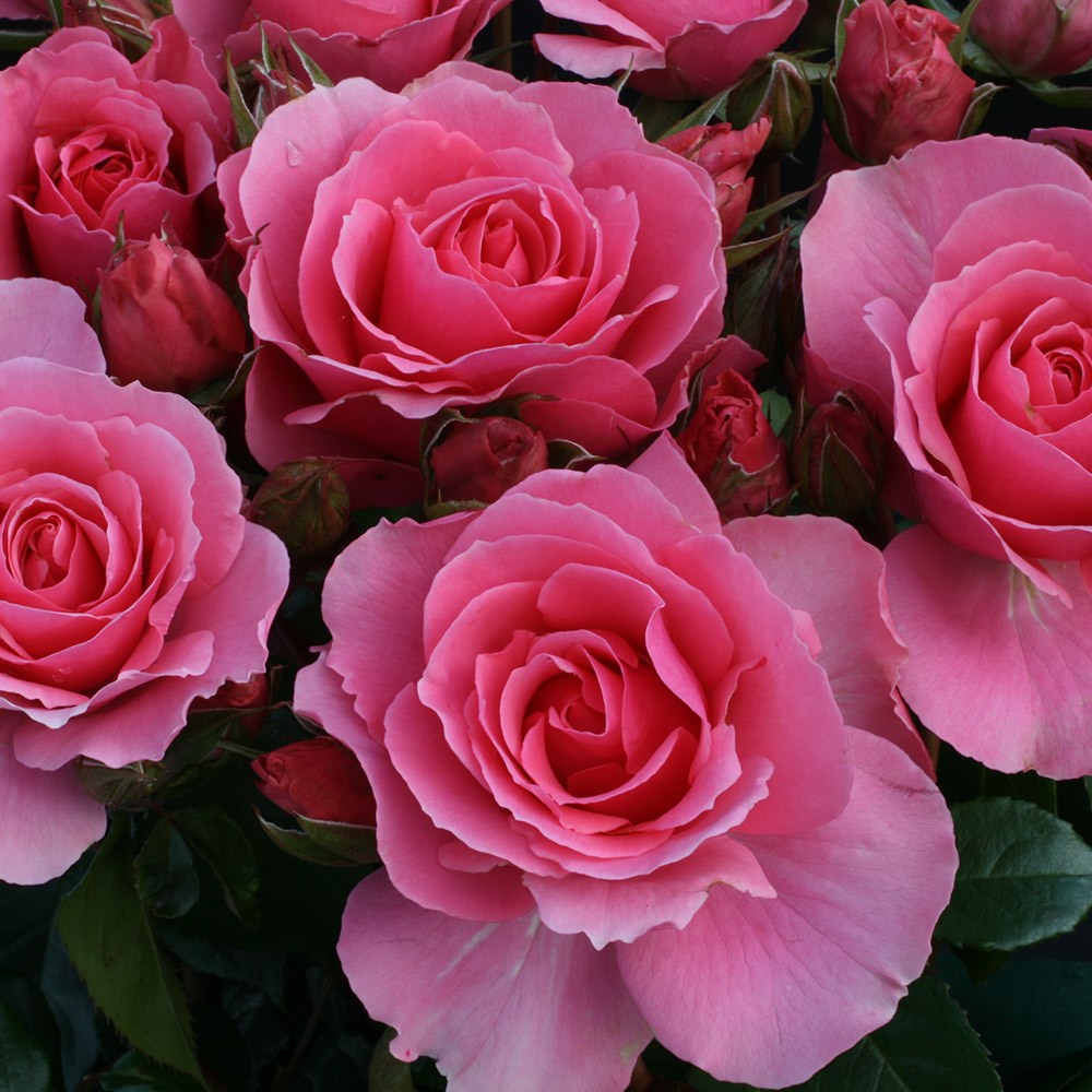 <i>Rosa</i> <b class=small-caps>You're Beautiful</b> ('Fryracy') (PBR) | Floribunda Bush Rose
