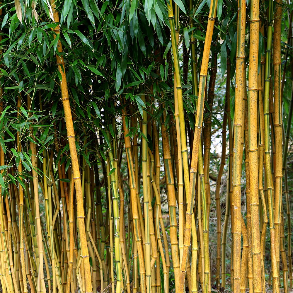 <i>Phyllostachys aureosulcata</i> f. <i>spectabilis</i>