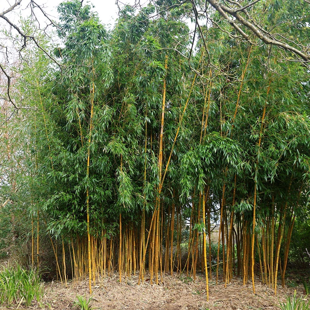 <i>Phyllostachys aureosulcata</i> f. <i>spectabilis</i>