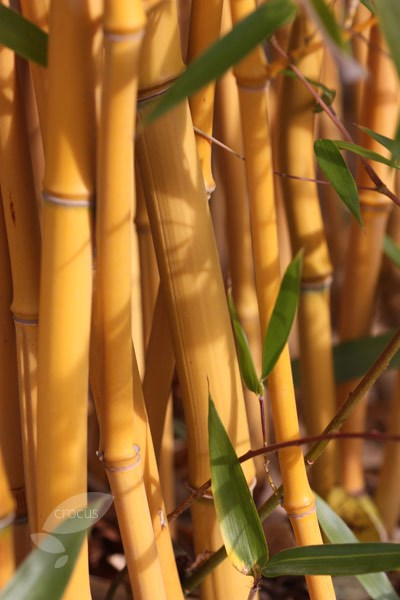 <i>Phyllostachys aureosulcata</i> f. <i>spectabilis</i>