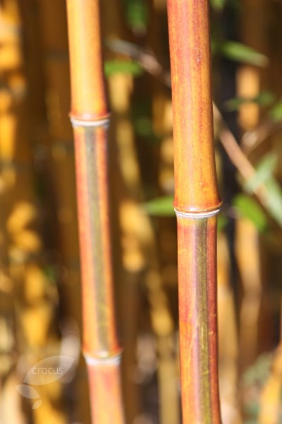<i>Phyllostachys aureosulcata</i> f. <i>spectabilis</i>