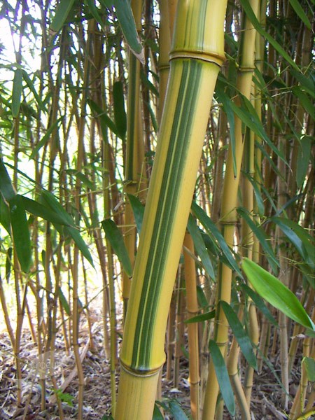 <i>Phyllostachys aureosulcata</i> f. <i>spectabilis</i>