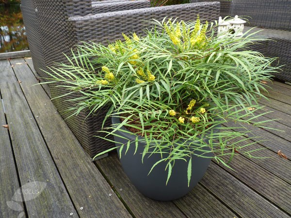 <i> Mahonia eurybracteata </i> subsp. <i>ganpinensis</i> 'Soft Caress' (PBR)