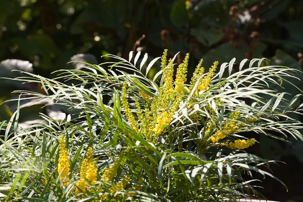 <i> Mahonia eurybracteata </i> subsp. <i>ganpinensis</i> 'Soft Caress' (PBR)