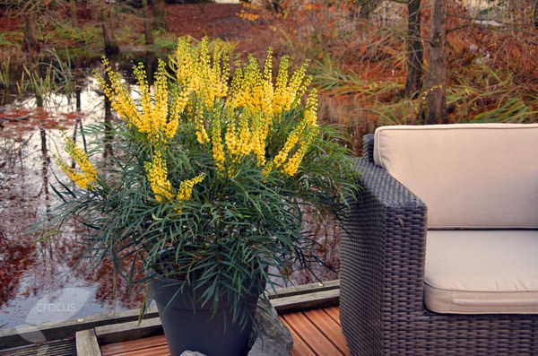 <i> Mahonia eurybracteata </i> subsp. <i>ganpinensis</i> 'Soft Caress' (PBR)