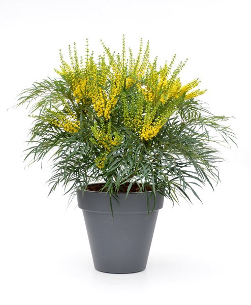 <i> Mahonia eurybracteata </i> subsp. <i>ganpinensis</i> 'Soft Caress' (PBR)