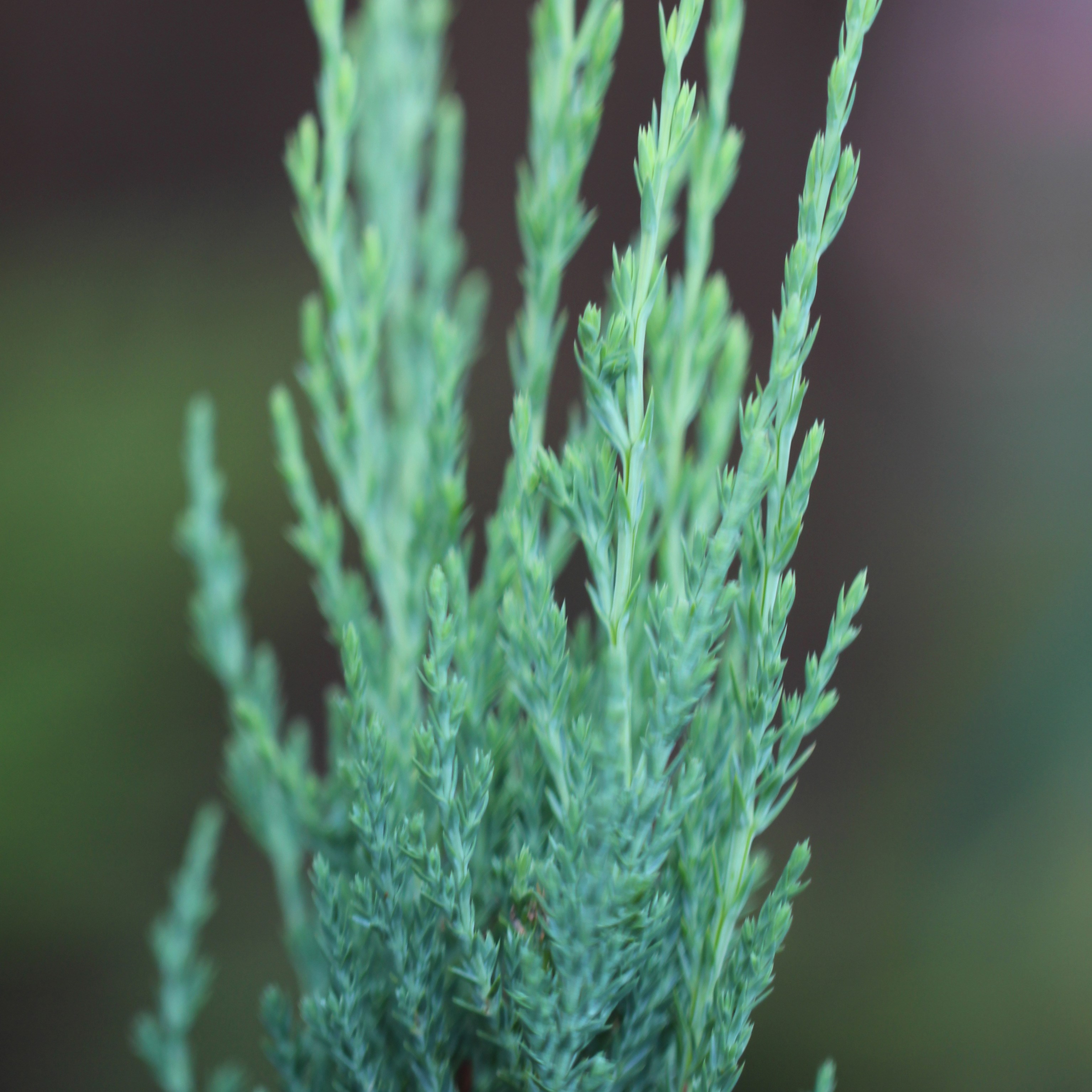 <i>Juniperus scopulorum</i> 'Blue Arrow'