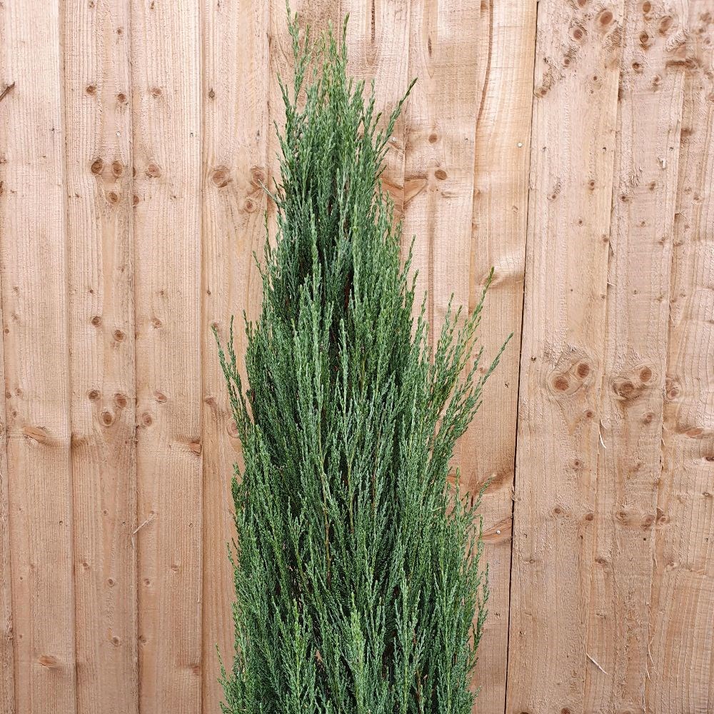 <i>Juniperus scopulorum</i> 'Blue Arrow'
