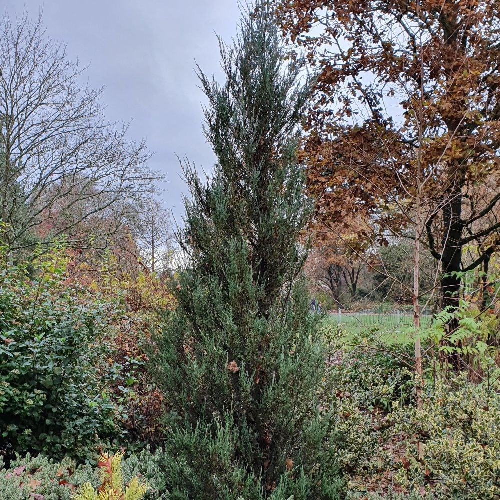 <i>Juniperus scopulorum</i> 'Blue Arrow'