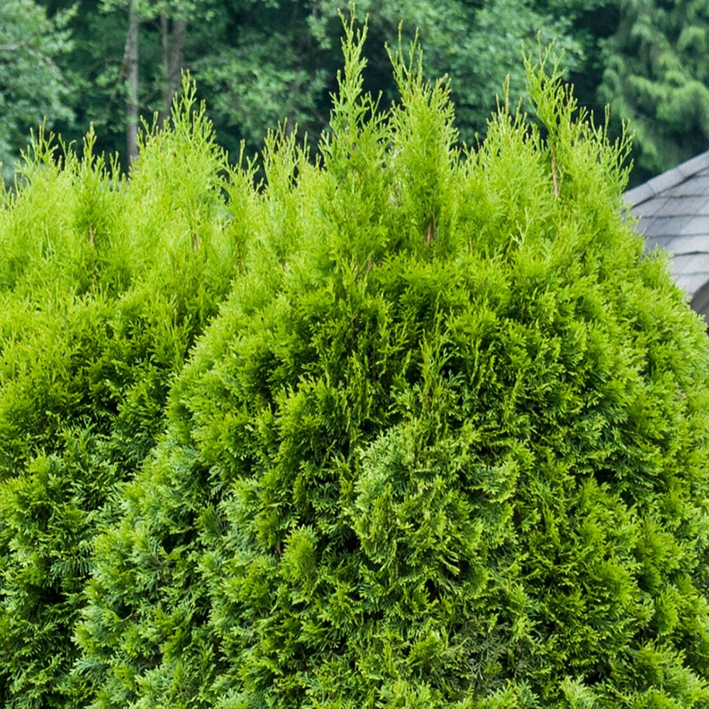 <i>Thuja occidentalis</i> 'Smaragd'