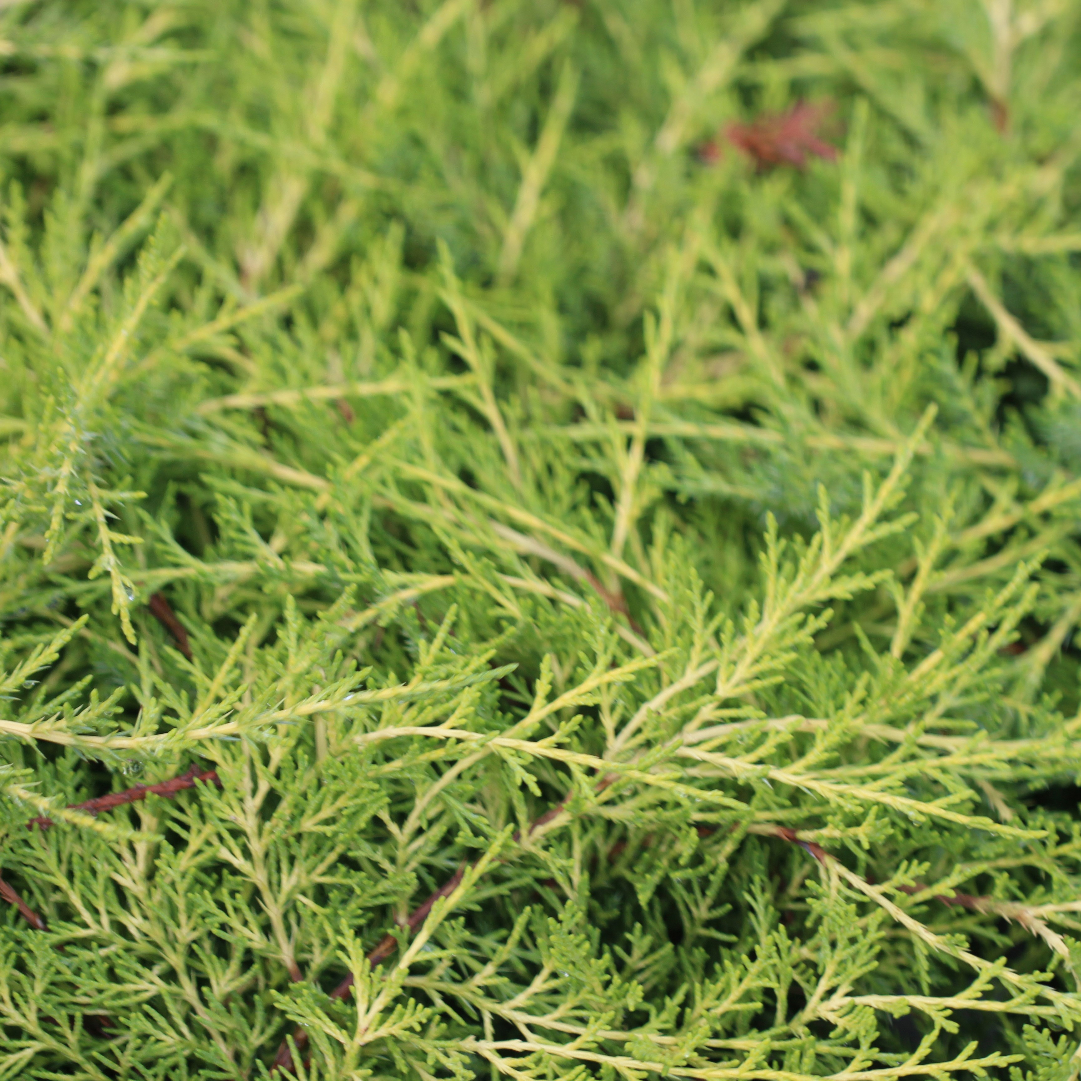 <I>Juniperus</i> × <i>pfitzeriana</i> 'Old Gold'