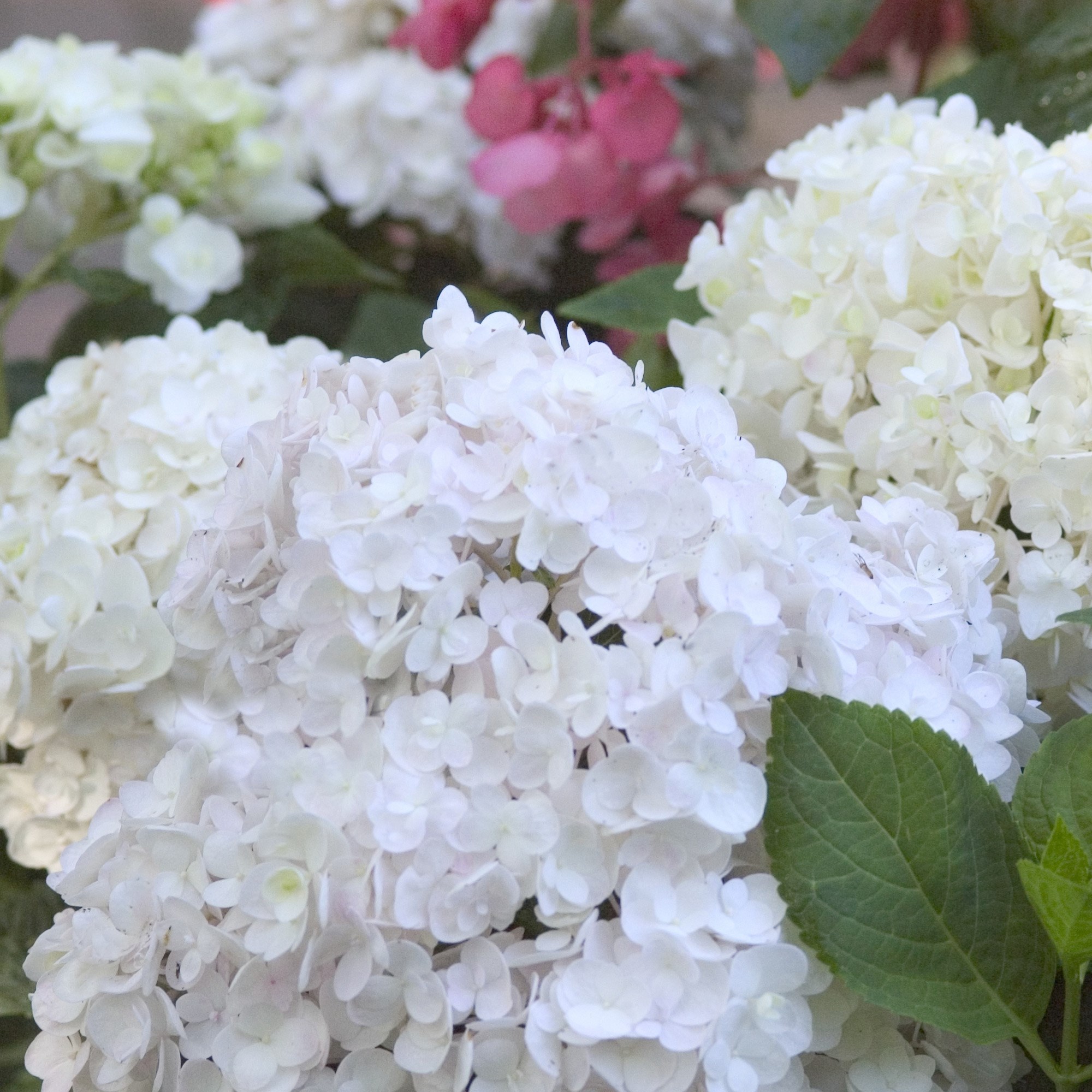 <i>Hydrangea macrophylla</i> 'Blushing Bride'