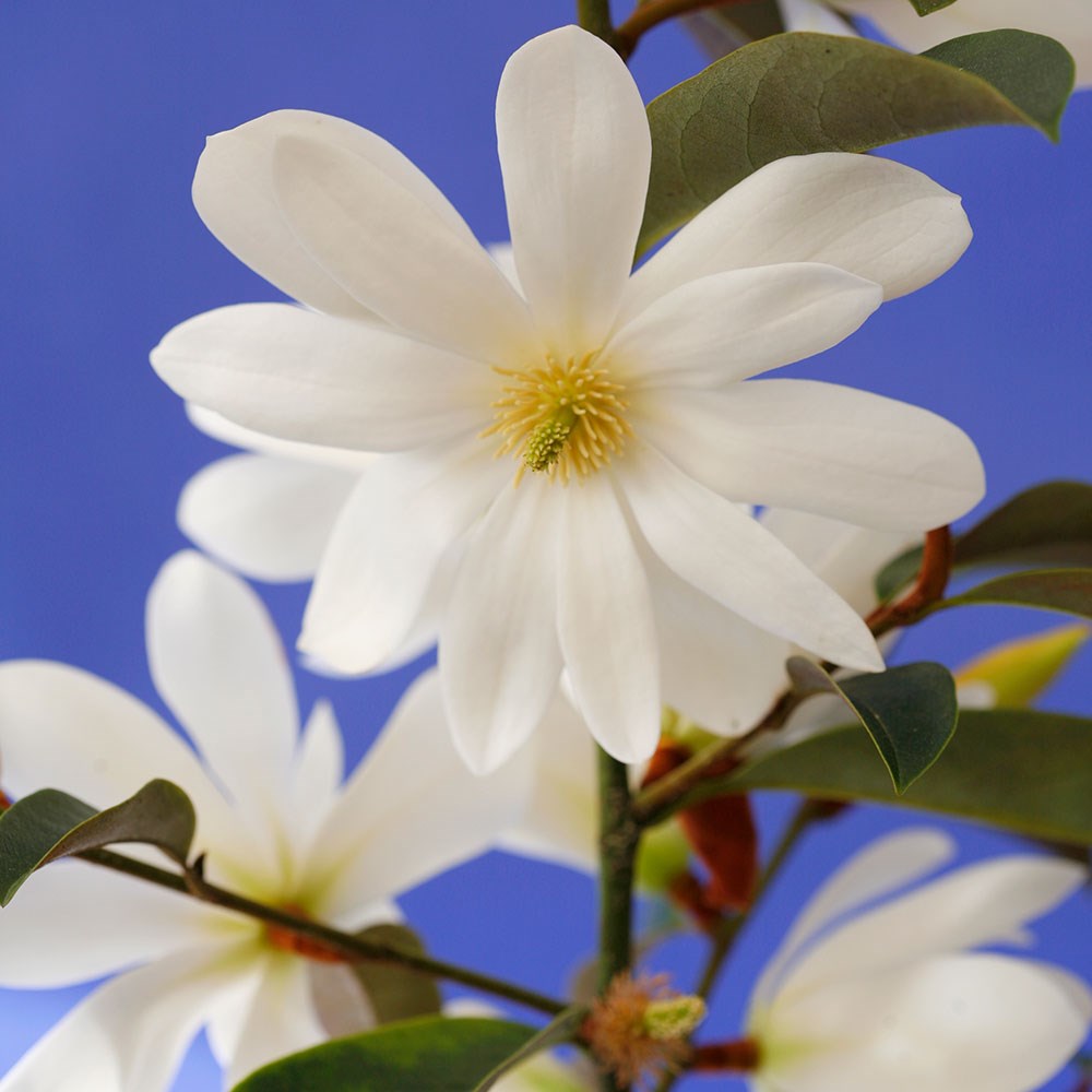 <i>Magnolia</i> <b class=small-caps>Fairy Magnolia White</b> ('Micjur05') (PBR)