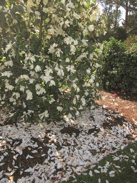 <i>Magnolia</i> <b class=small-caps>Fairy Magnolia White</b> ('Micjur05') (PBR)
