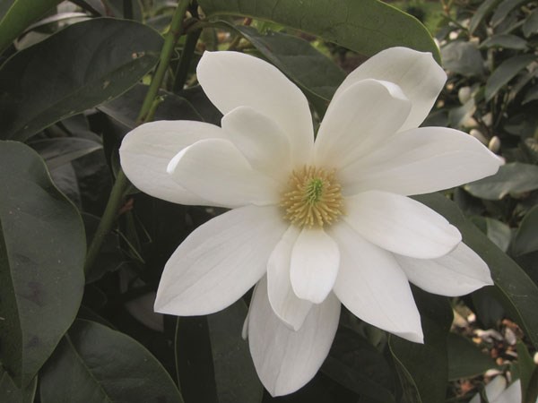 <i>Magnolia</i> <b class=small-caps>Fairy Magnolia White</b> ('Micjur05') (PBR)