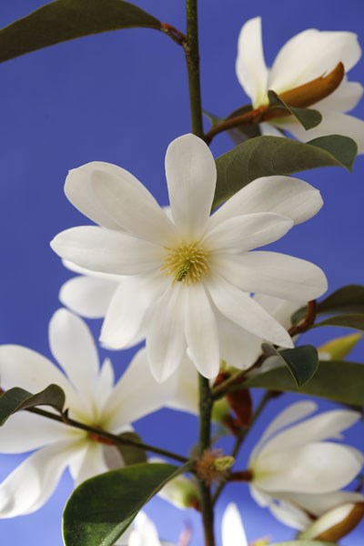 <i>Magnolia</i> <b class=small-caps>Fairy Magnolia White</b> ('Micjur05') (PBR)