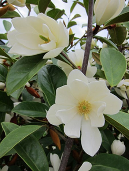 <i>Magnolia</i> <b class=small-caps>Fairy Magnolia White</b> ('Micjur05') (PBR)