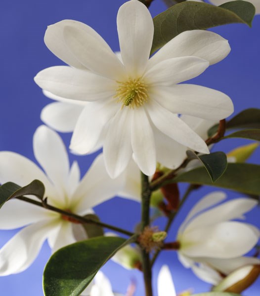 <i>Magnolia</i> <b class=small-caps>Fairy Magnolia White</b> ('Micjur05') (PBR)