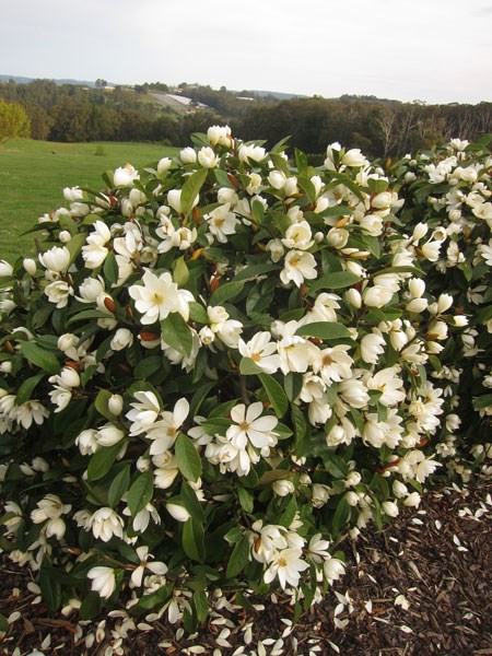<I>Magnolia</i> <b class=small-caps>Fairy Magnolia Cream</b> ('MicJur02') (PBR)