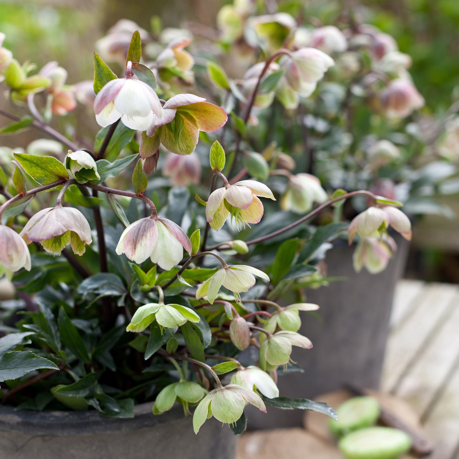 <I>Helleborus</i> × <i>sahinii</i> 'Winterbells' (PBR)