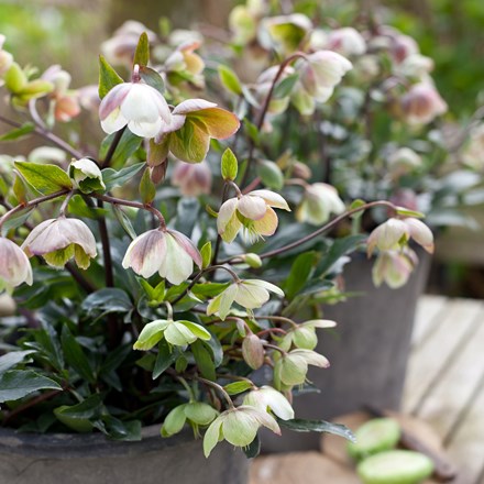 Helleborus × sahinii Winterbells (PBR)