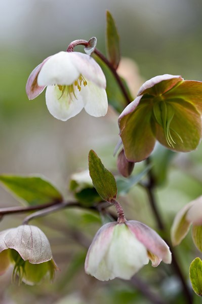 <I>Helleborus</i> × <i>sahinii</i> 'Winterbells' (PBR)