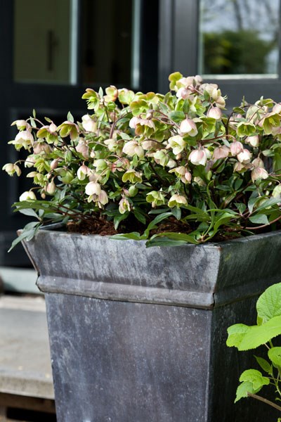 <I>Helleborus</i> × <i>sahinii</i> 'Winterbells' (PBR)
