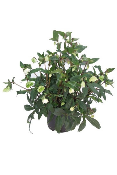 <I>Helleborus</i> × <i>sahinii</i> 'Winterbells' (PBR)