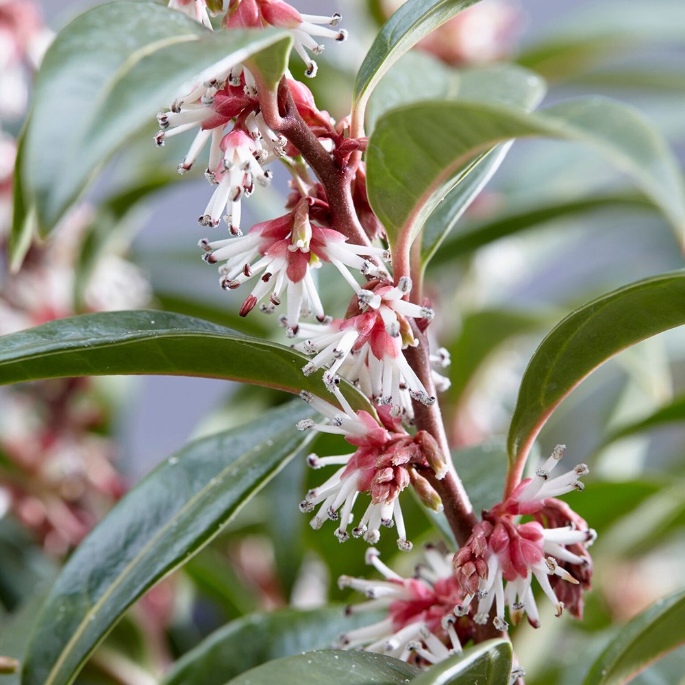 <i>Sarcococca hookeriana</i> <b class=small-caps>Winter Gem</b> ('Pmoore03') (PBR)