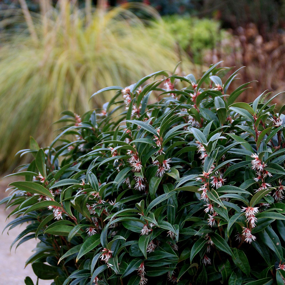<i>Sarcococca hookeriana</i> <b class=small-caps>Winter Gem</b> ('Pmoore03') (PBR)