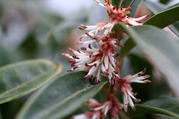 <i>Sarcococca hookeriana</i> <b class=small-caps>Winter Gem</b> ('Pmoore03') (PBR)
