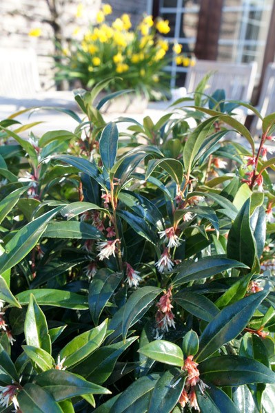 <i>Sarcococca hookeriana</i> <b class=small-caps>Winter Gem</b> ('Pmoore03') (PBR)