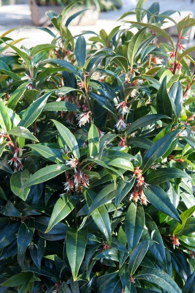 <i>Sarcococca hookeriana</i> <b class=small-caps>Winter Gem</b> ('Pmoore03') (PBR)