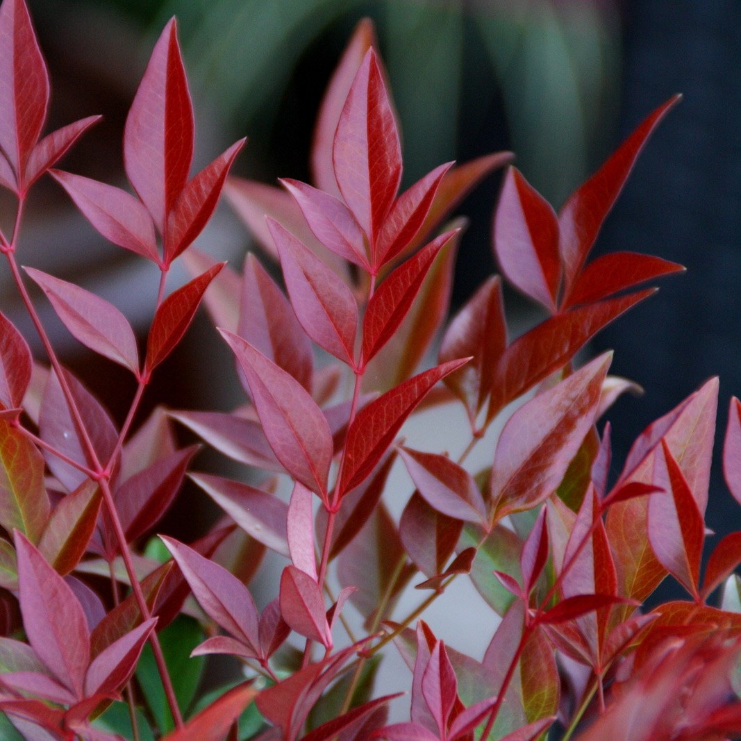 <i>Nandina domestica</i> <b class=small-caps>Obsessed</b> ('Seika') (PBR)