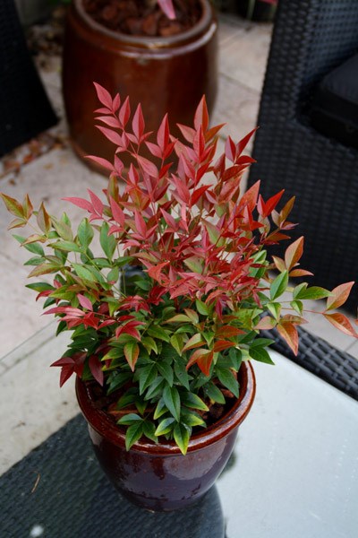 <i>Nandina domestica</i> <b class=small-caps>Obsessed</b> ('Seika') (PBR)
