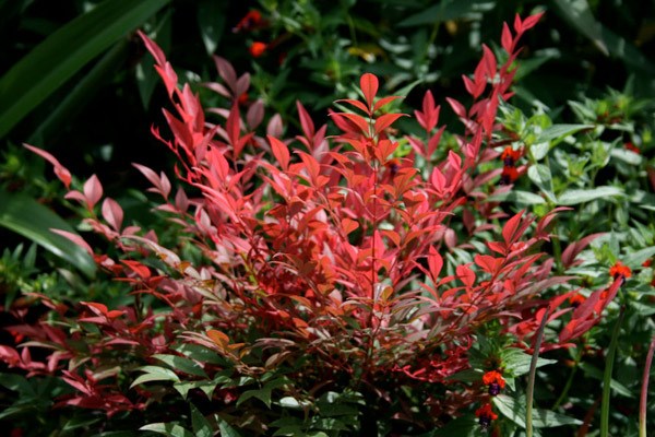 <i>Nandina domestica</i> <b class=small-caps>Obsessed</b> ('Seika') (PBR)